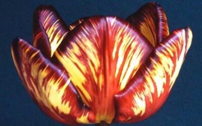 Next Meeting – Green Finger Tips: Tulips: History and Preservation by Teresa Clements Wakefield & North England Tulip Society