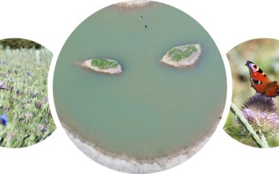 Green Finger Tips Talk tonight – A Forest of Flowers – a talk by Alwyn Craven