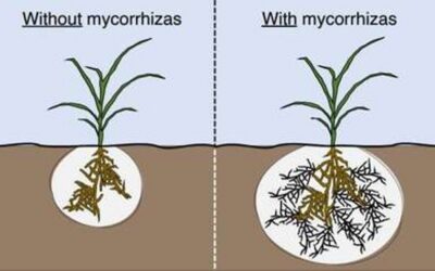 Talk by Professor Alistair Fitter – Green Finger Tips Gardening Club